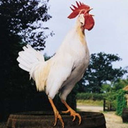 ภาพปกอัลบั้มเพลง Alarm Rooster