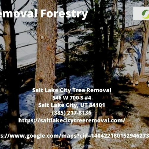 ภาพปกอัลบั้มเพลง Stump Removal Forestry - Salt Lake City Tree Removal