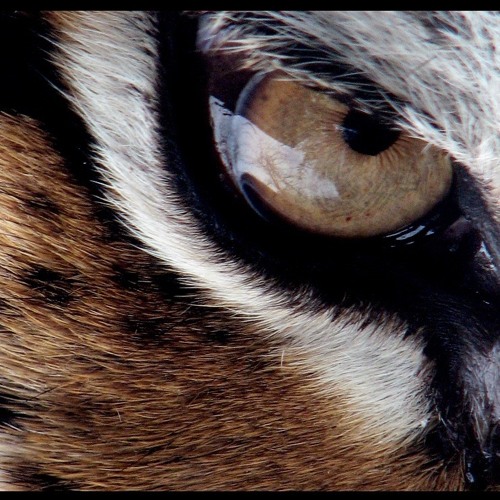 ภาพปกอัลบั้มเพลง Survivor - Eye Of The Tiger