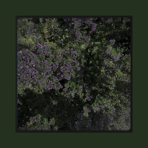 ภาพปกอัลบั้มเพลง Patrickananda - Lavender (ลาเวนเดอร์) cover