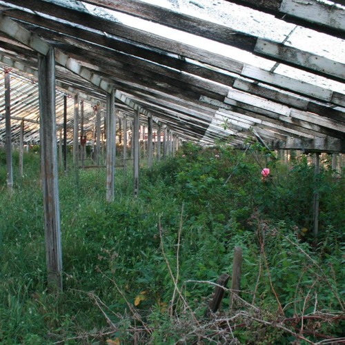 ภาพปกอัลบั้มเพลง The Greenhouse Project Bringing San Francisco’s otten flower farm back to life