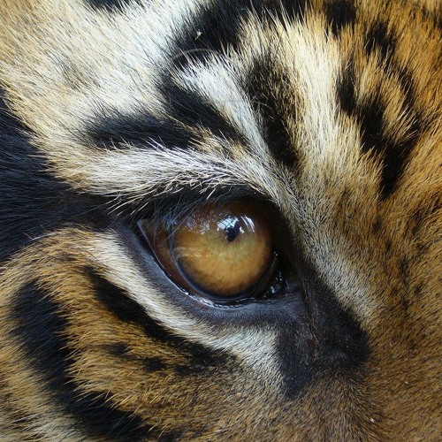ภาพปกอัลบั้มเพลง Survivor - Eye of the tiger
