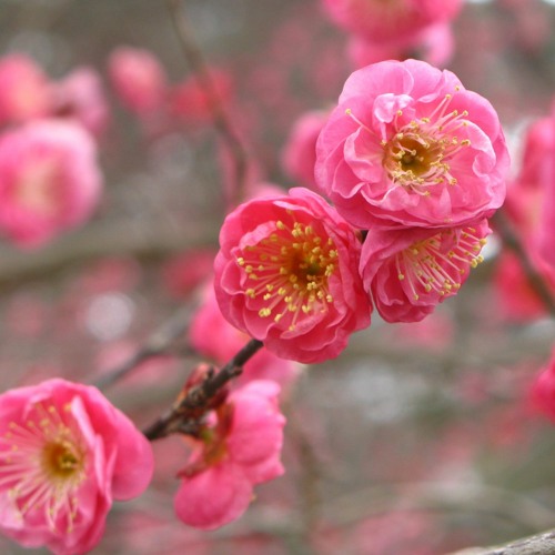 ภาพปกอัลบั้มเพลง 梅花 Plum Blossoms